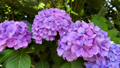 Wunderschöne-Lila-Hortensien-In-Voller-Blüte-Vor-üppigem-Grünem-Laub-In-Einer-Gartenumgebung