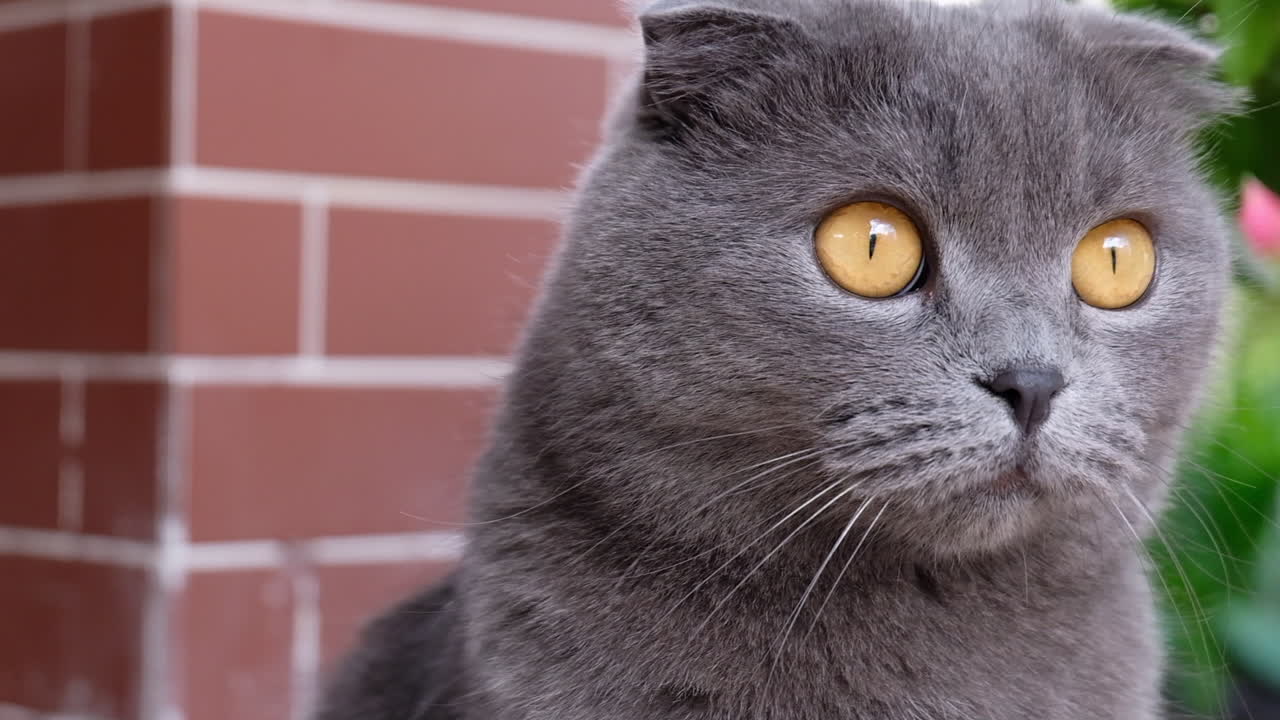 Close up of a grey Scottish Fold cat sitting in a court