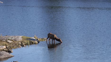 elk hembra toma bebidas del lago mientras está de pie en él slomo de largo alcance