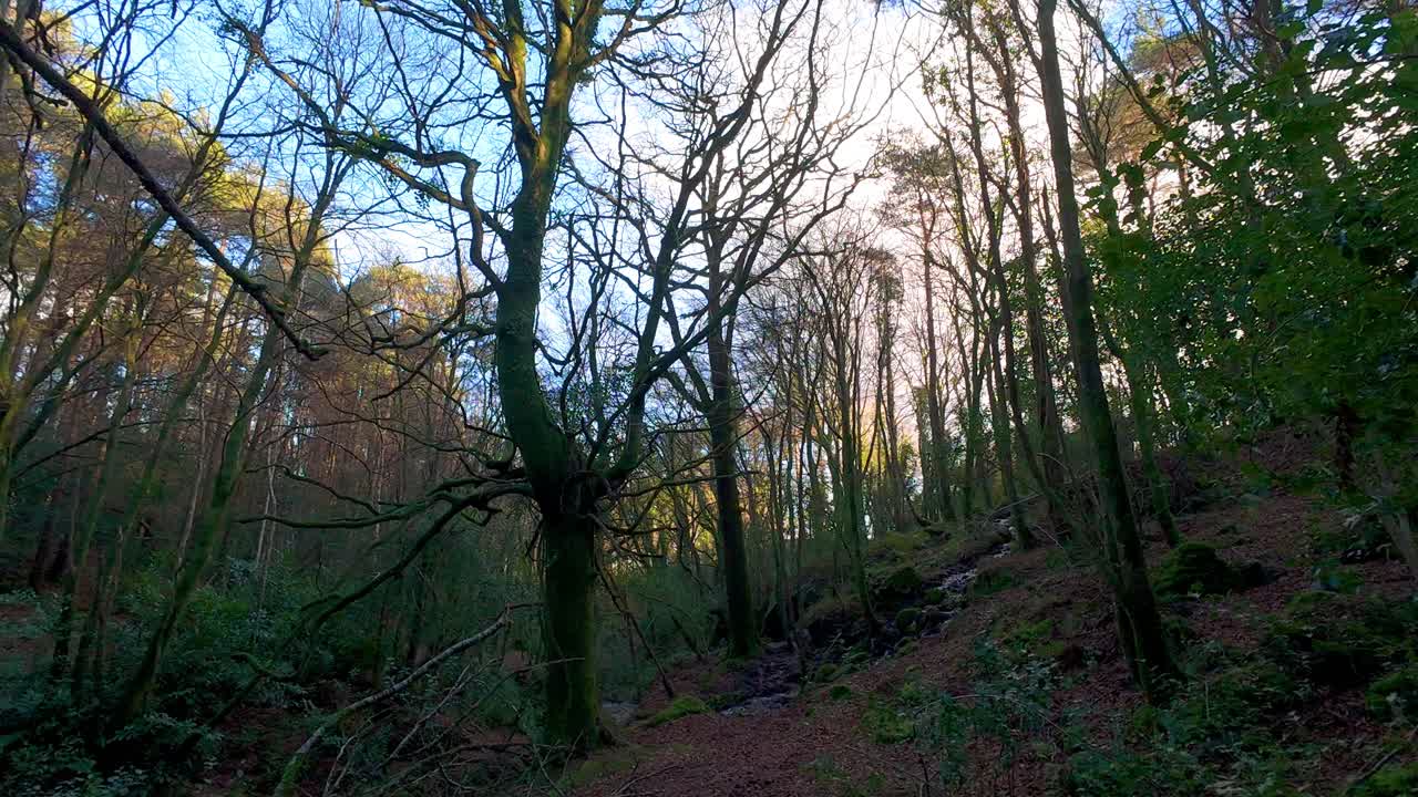 bosque de montaña al atardecer en un día de invierno