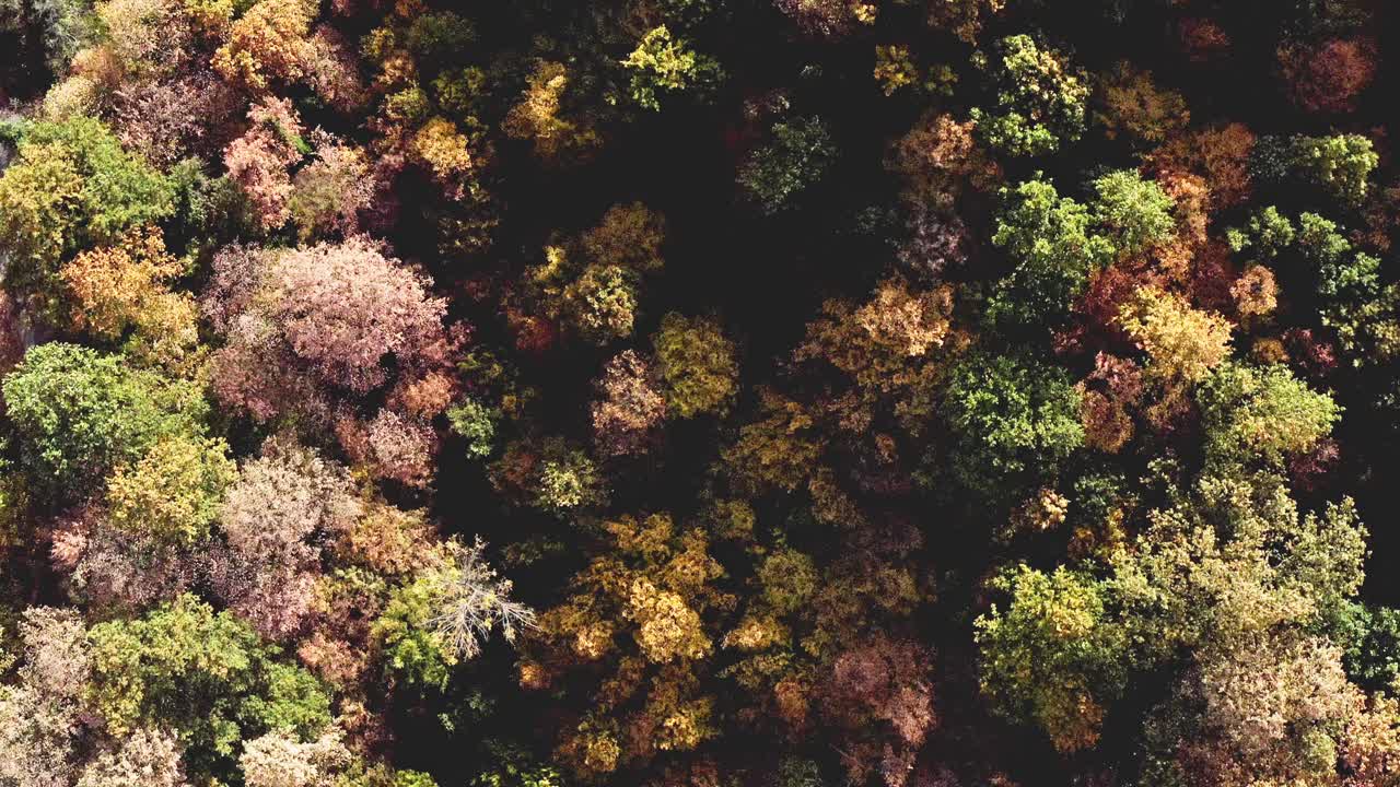 colores del bosque de otoño belleza búlgara paisaje drone vista de arriba hacia abajo