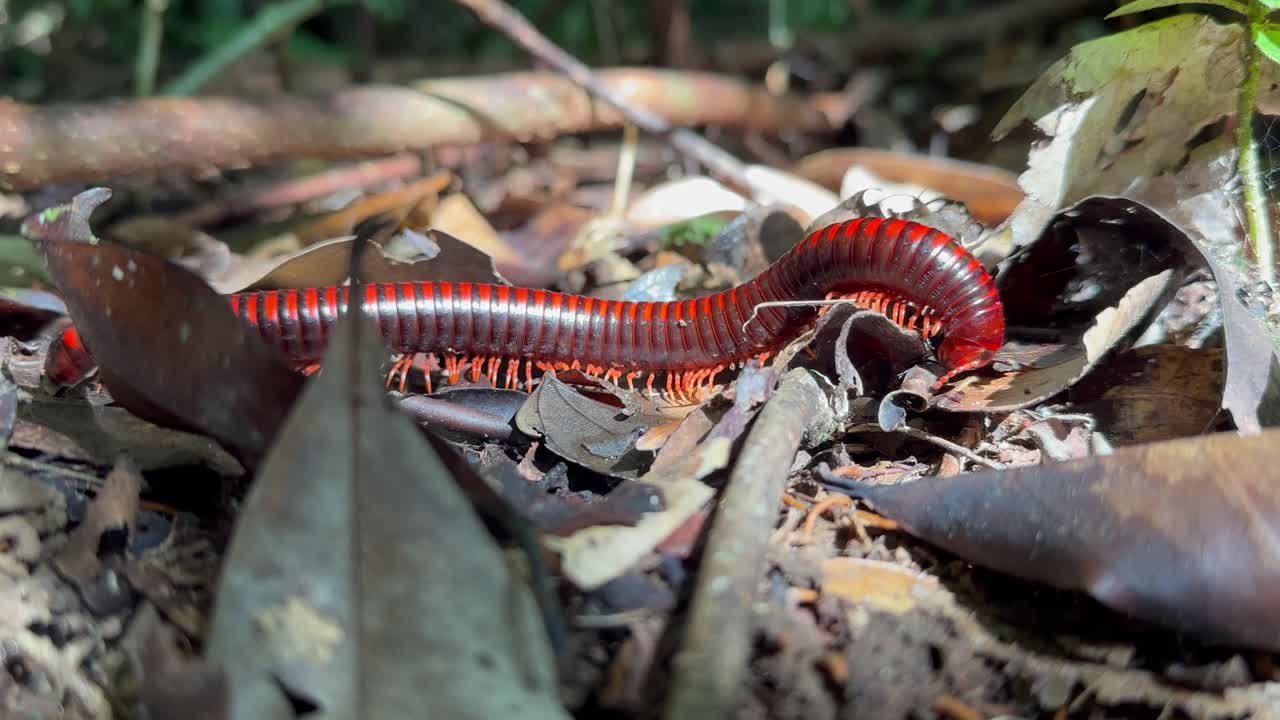 Milípede-de-fogo-de-Madagáscar (Aphistogoniulus hova) no chão. Parque Nacional de Masoala, Madagáscar
