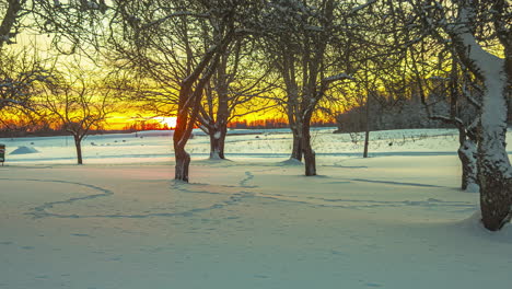 un glorioso amanecer dorado proyecta sombras sobre la nieve a través de los árboles - lapso de tiempo