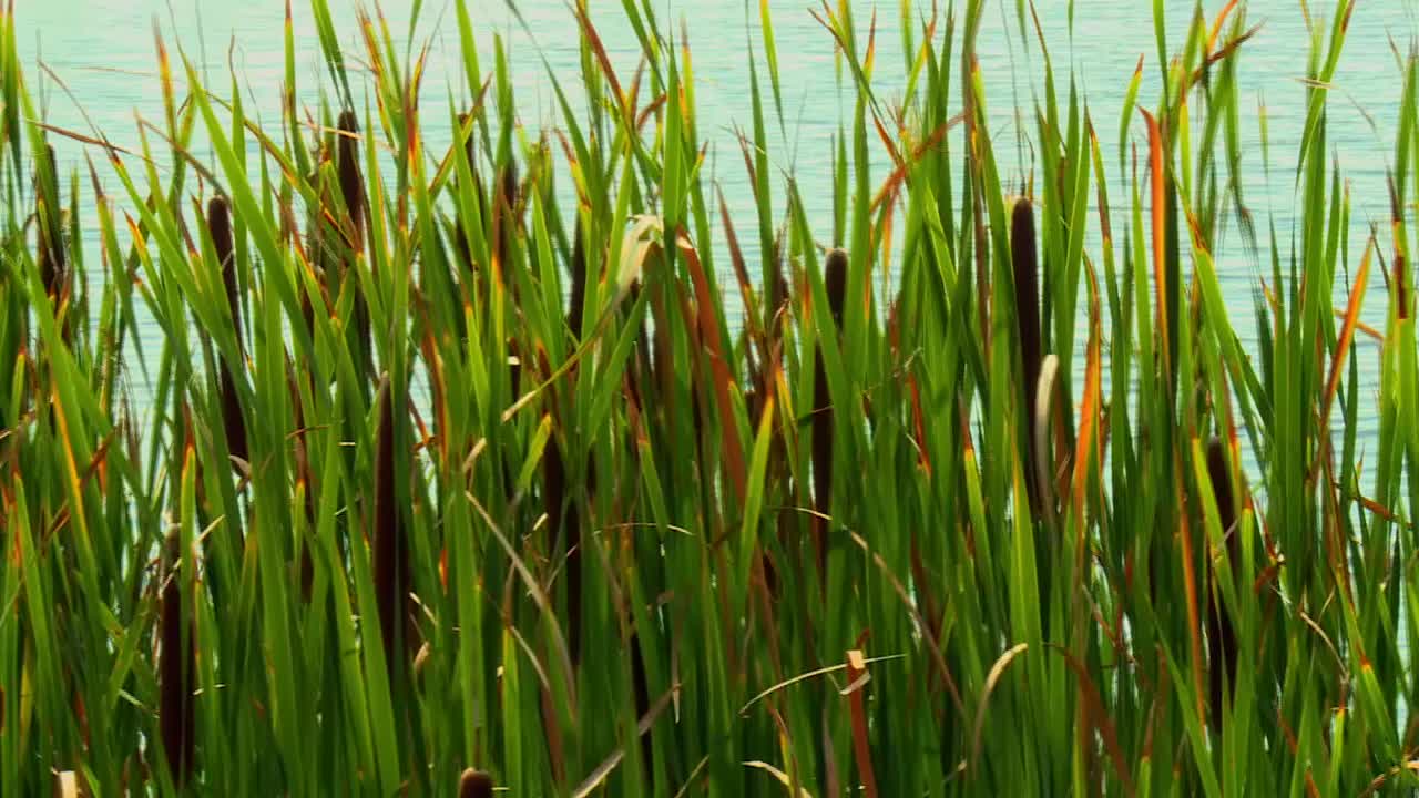 hierba de pantano en el refugio nacional de vida silvestre de blackwater en maryland - tiro panorámico