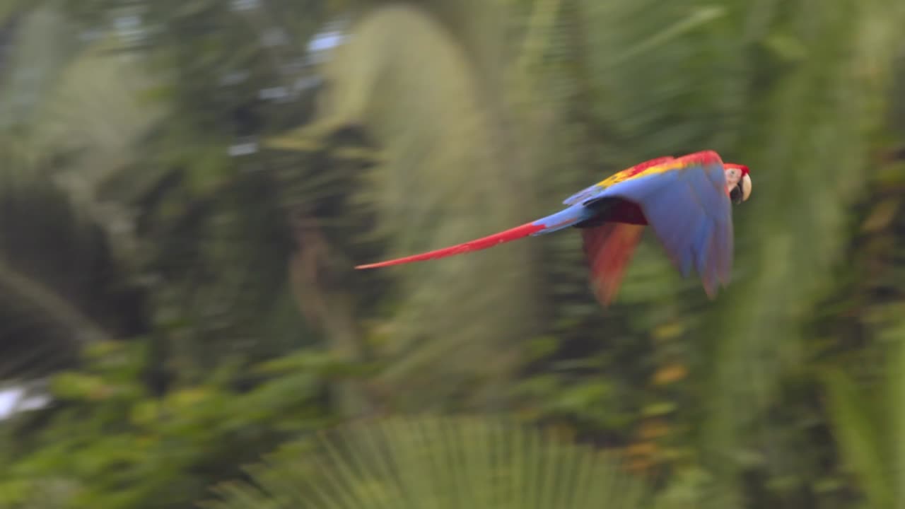 A radiant Scarlet Macaw takes flight in slow motion, gliding over the breathtaking Peruvian rainforest.