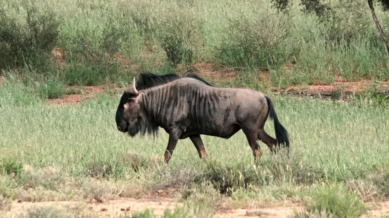 A large male wildebeest walking through long green grass in the Kalahari in South Africa