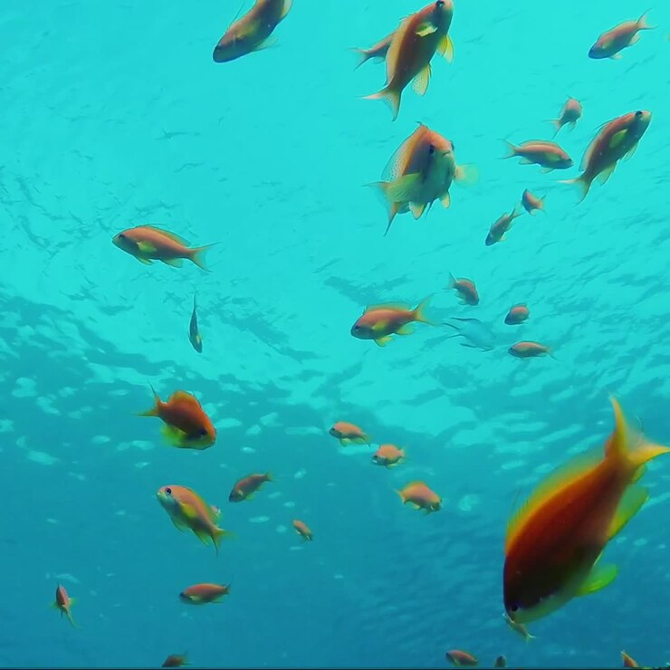 Wild Underwater World With Corals And Colorful Exotic Fish 4