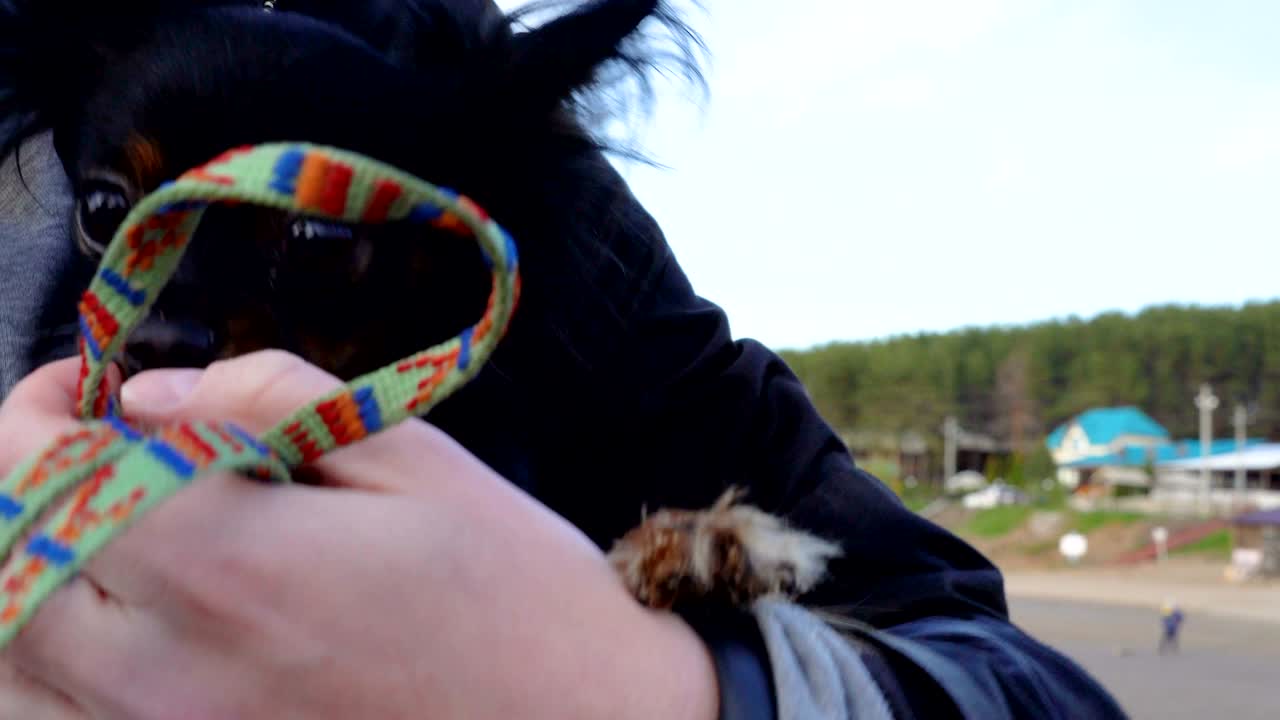 un pequeño perro (una raza de toy-terrier) se sienta en las manos de la amante. caminan junto con el perro a lo largo de la orilla de un gran lago. el perro tiene miedo de la cámara. una noche nublada de primavera en la orilla del lago.
