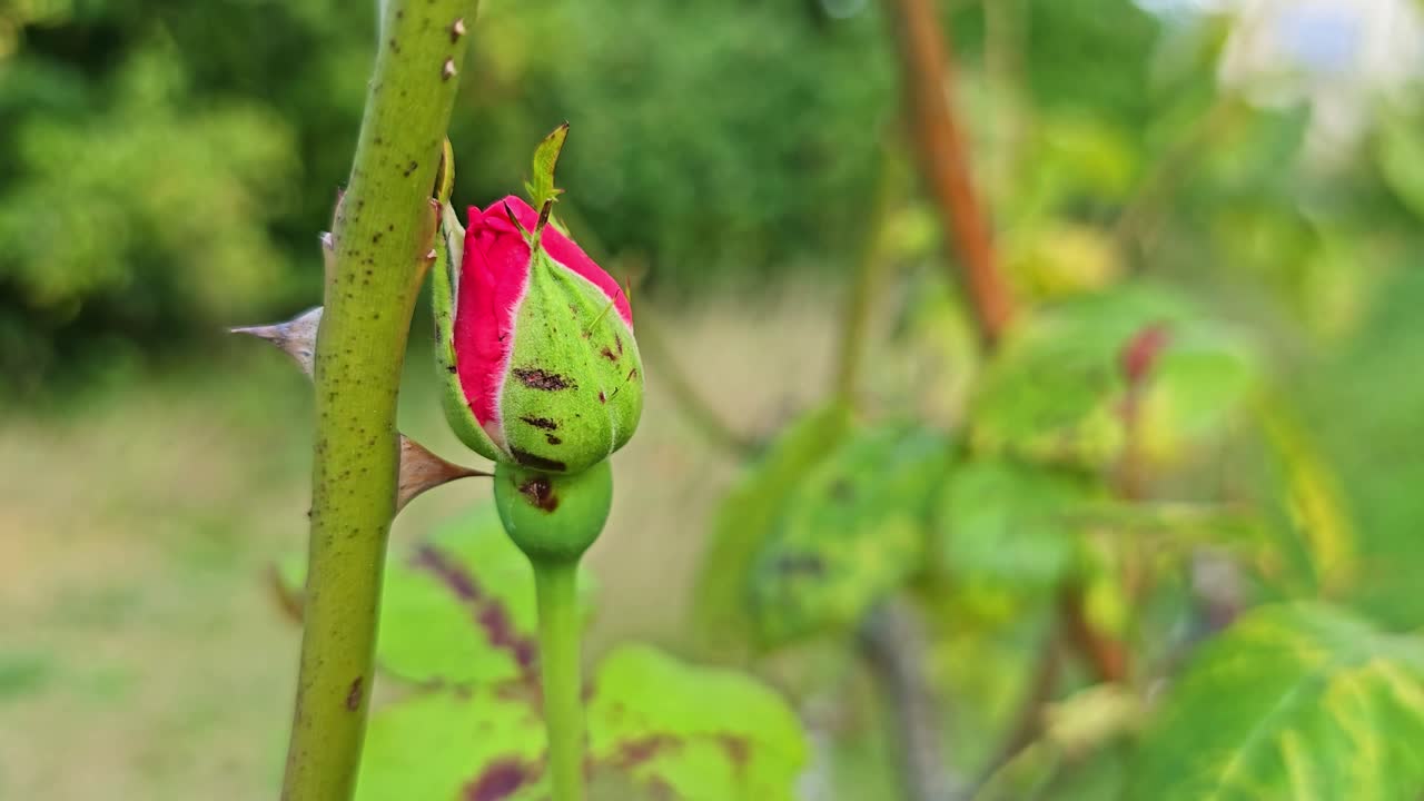 Fixed shot of a rosebud in a garden, still closed but starting to open