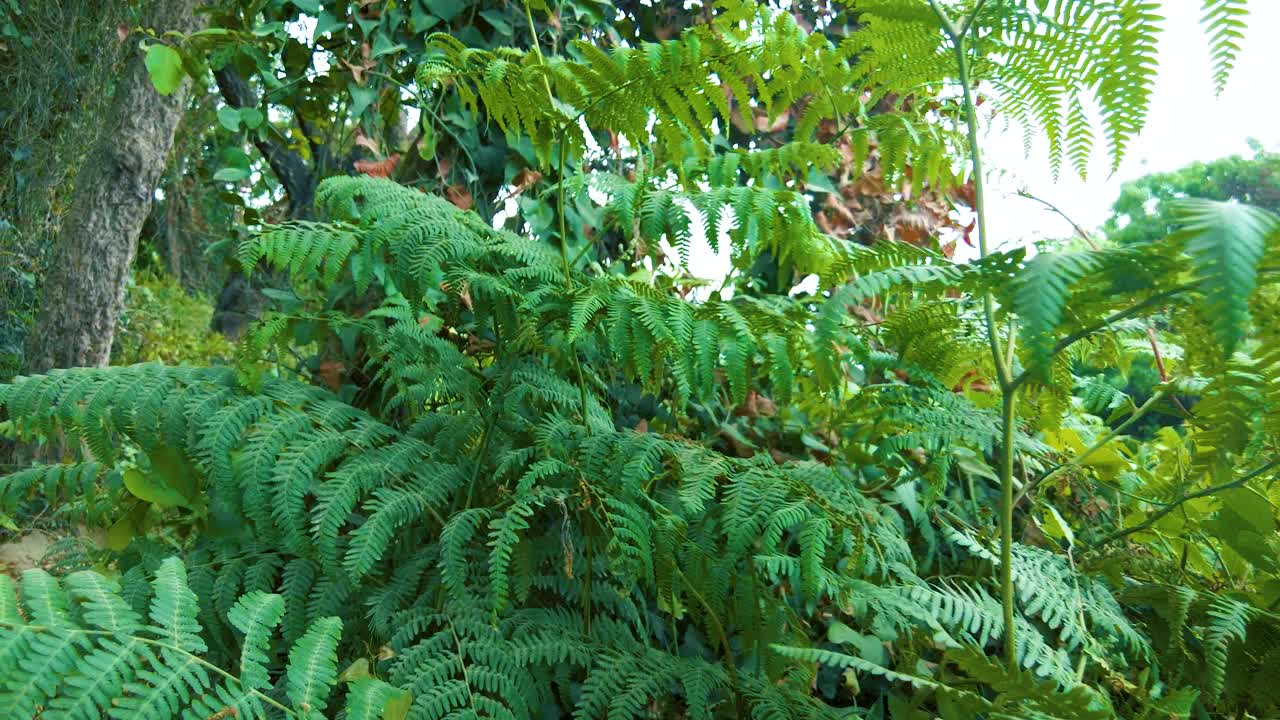 tropical tree in the north african forest. jijel algeria