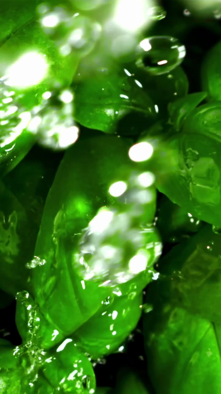 Primo piano di foglie di basilico fresche e verdi che vengono lavate con acqua.