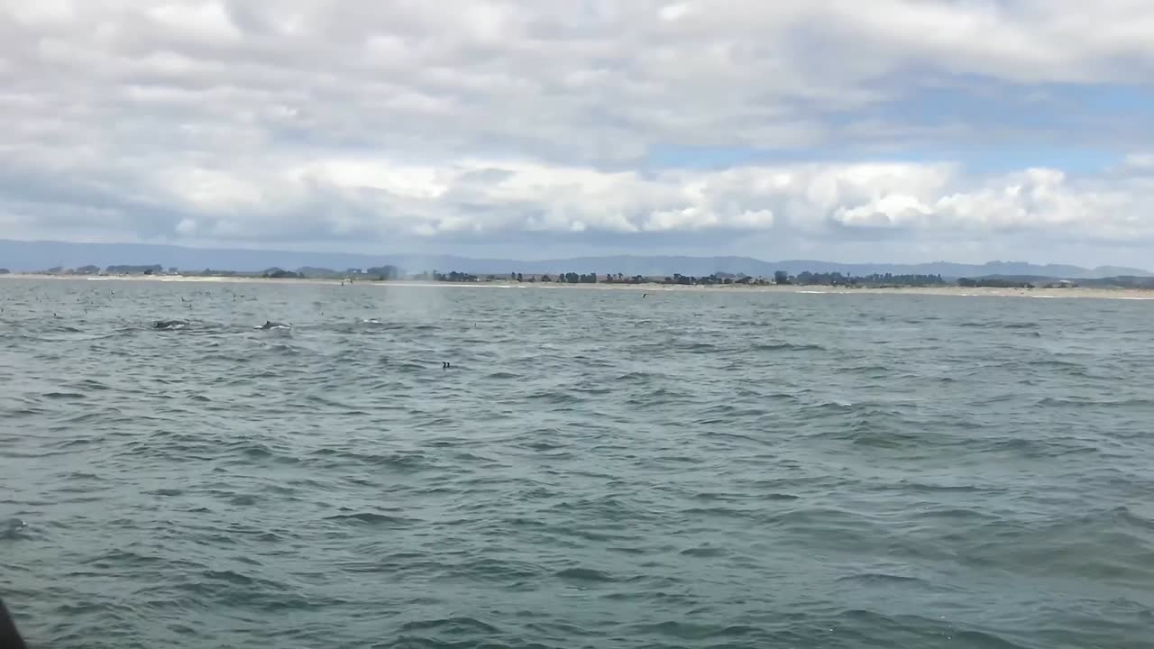 캘리포니아 모스 랜딩에서 이동 성수기 동안 혹등고래의 야생 영상