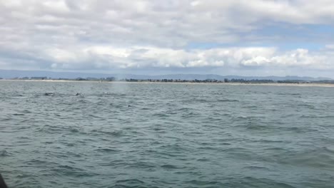 Imágenes-Salvajes-De-Ballenas-Jorobadas-Durante-La-Temporada-Alta-De-Migración-En-Moss-Landing,-California