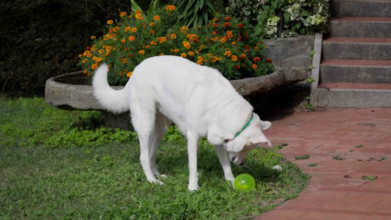 perro blanco corriendo en el parque verde con una pelota de tenis.