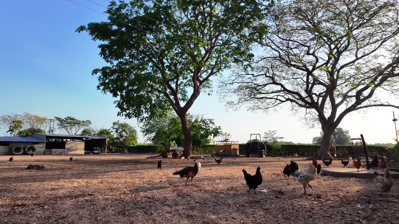 Livestock Farming. wide shot showing various poultry and distant agricultural machinery in a dry, open field during the beautiful golden hour