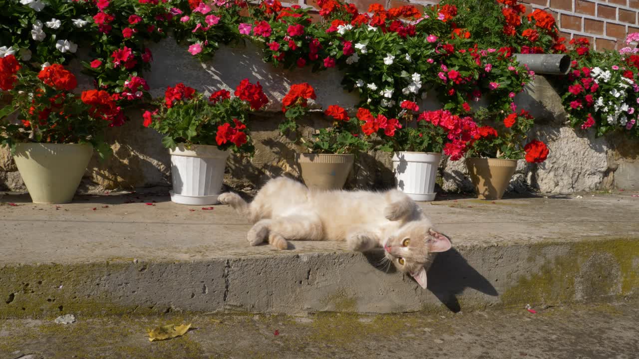 귀여운 어린 고양이가 은 꽃의 배경, 느린 동작으로 뒤를 습니다.