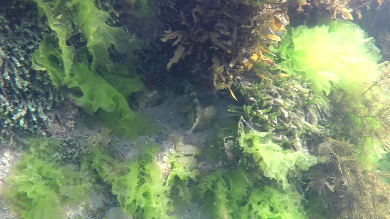 ウェリントン、ニュージーランドの海洋保護区のサンゴ礁を泳ぐ縞模様のベラの後