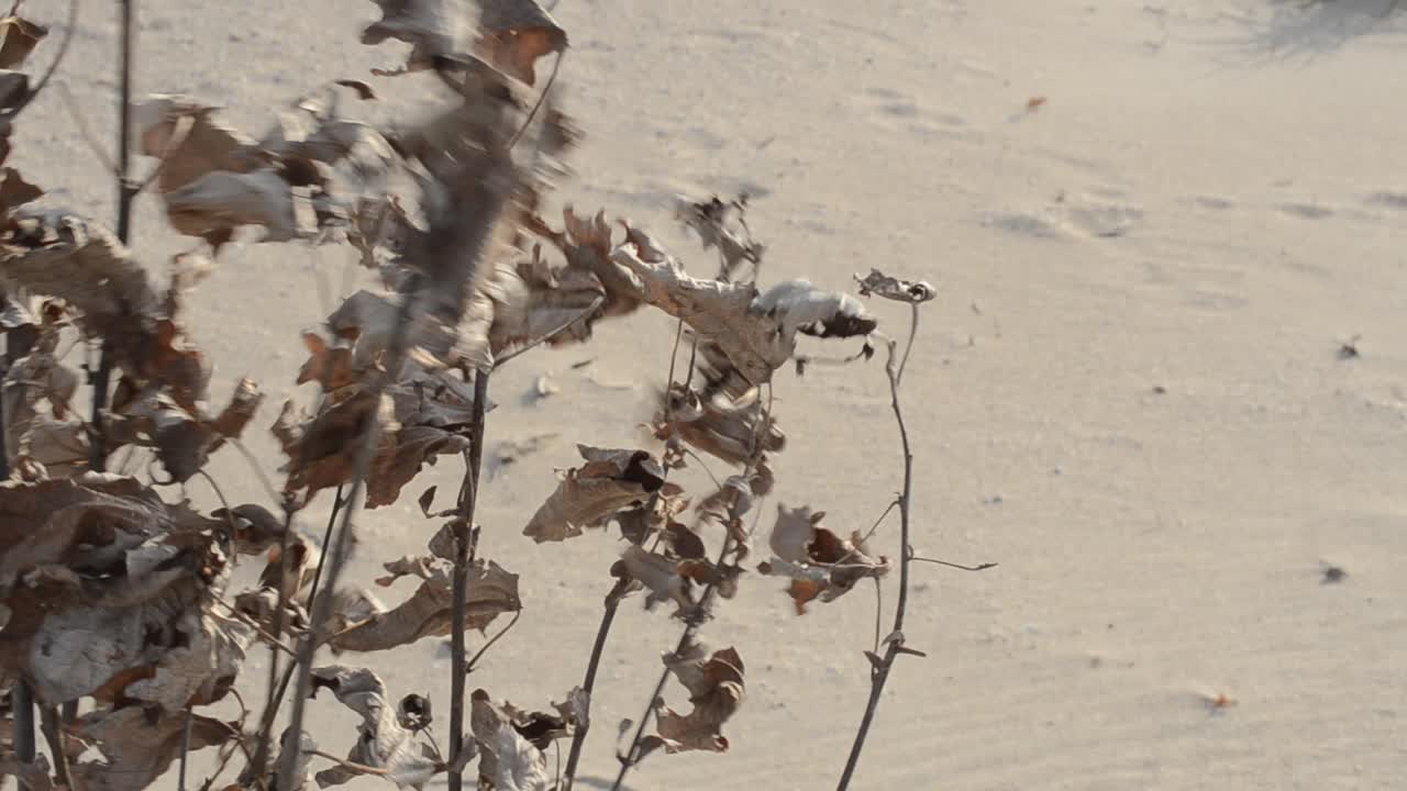 Arbusto autunnale secco sullo sfondo di dune sabbiose. Riprese sul litorale