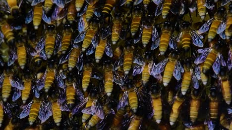 Se-Sabe-Que-Las-Abejas-Melíferas-Construyen-Grandes-Colonias-De-Nidos-Con-Bolsillos-Simétricos-Hechos-De-Cera-Para-Almacenar-Miel-Como-Fuente-De-Alimento