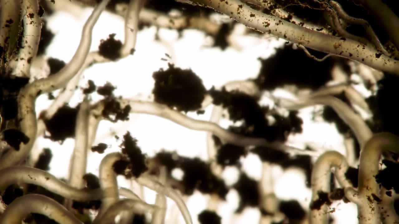 An Up-Close Exploration of Mycelium Networks: Nature's Hidden Interconnectivity Revealed Through Microscopic Imagery