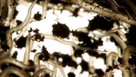 an up-close exploration of mycelium networks: nature's hidden interconnectivity revealed through microscopic imagery