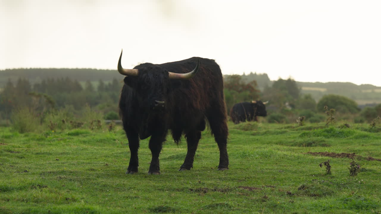 Handheld shot of two black Highland cattles in a green field in the day in Scotland, outdoor