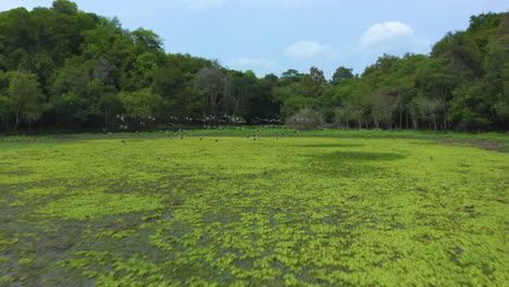 antena - bandada de pájaros despega del pantano, marismas en un bosque, adelante