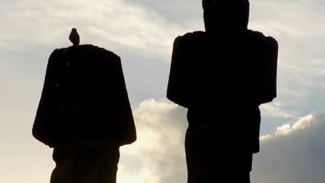 a tilt up reveals birds nesting on the topknots of easter island statues