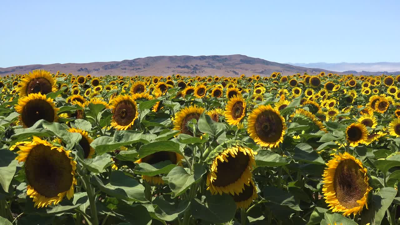 pan a través de un hermoso campo de girasoles en el brillante sol de california cerca de gilroy, california