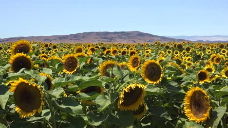 Pan-A-Través-De-Un-Hermoso-Campo-De-Girasoles-En-El-Brillante-Sol-De-California-Cerca-De-Gilroy,-California