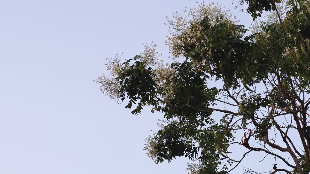 индийские цветы пробки мягко качаются