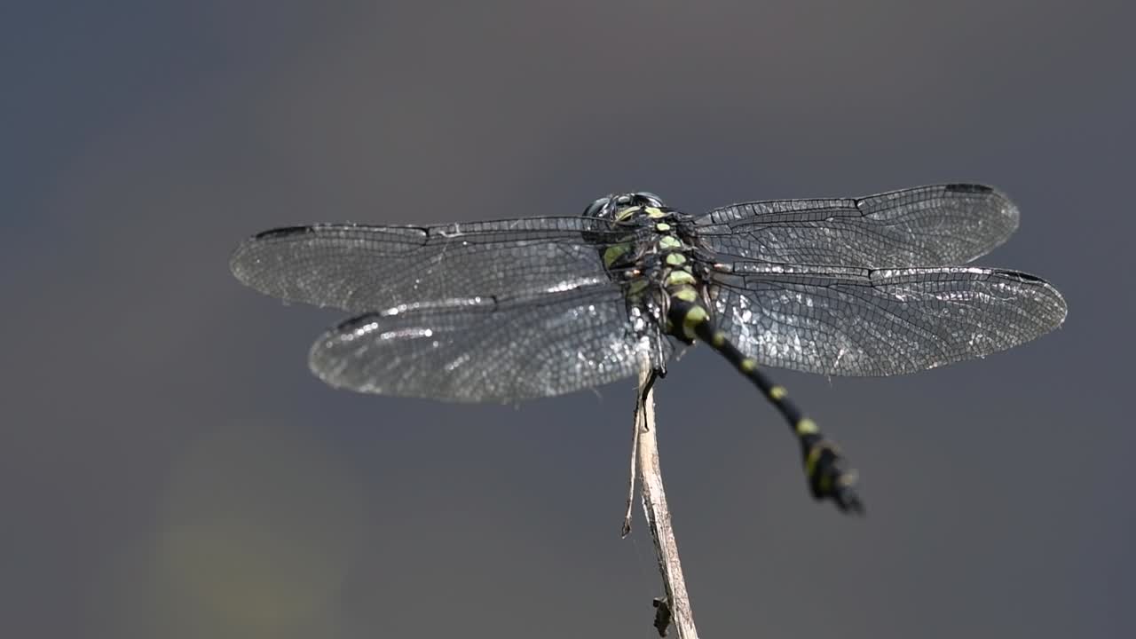 일반적인 flangetail 잠자리는 태국과 아시아에서 흔히 볼 수 있습니다.