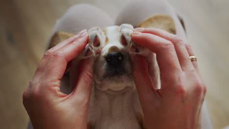 woman playing with funny sleepy beagle puppy