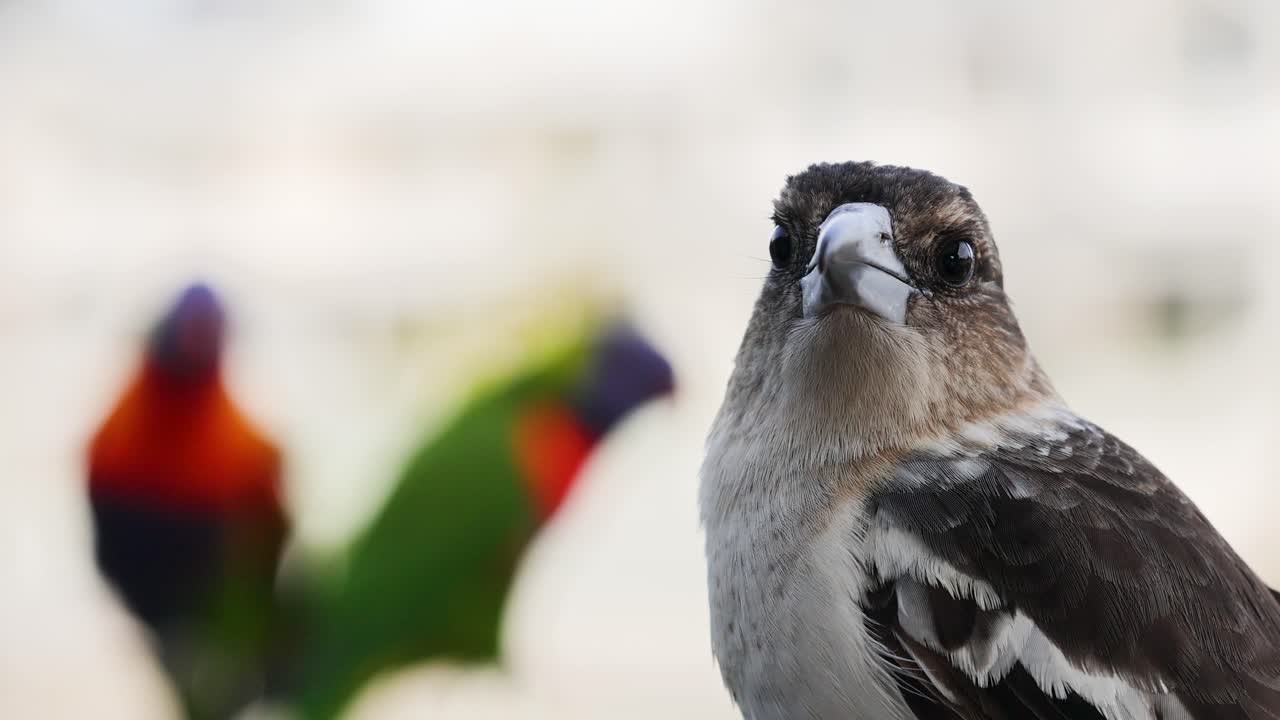 A juvenile butcher bird is in focus with blurred lorikeets in the background, creating a vibrant, natural scene