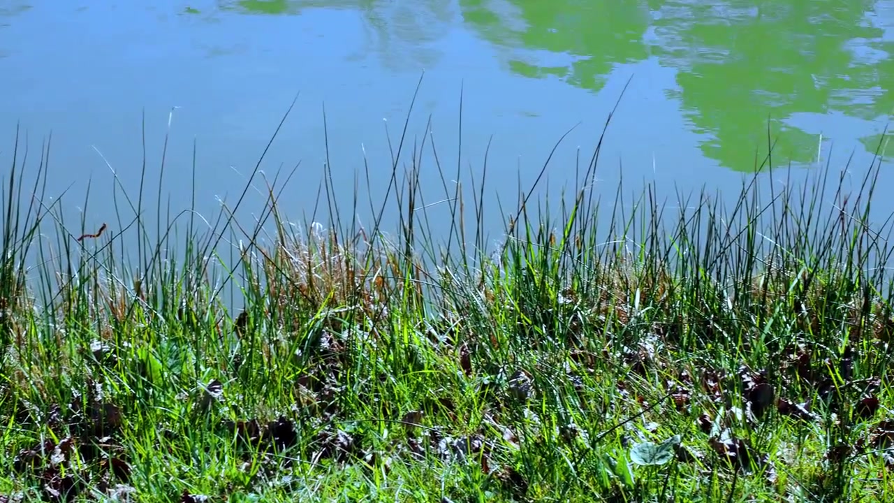 Schilfgras wächst am Seeufer.