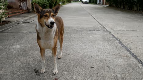 street dog in thailand