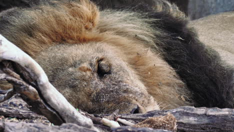 battle scarred old male lion laid down resting