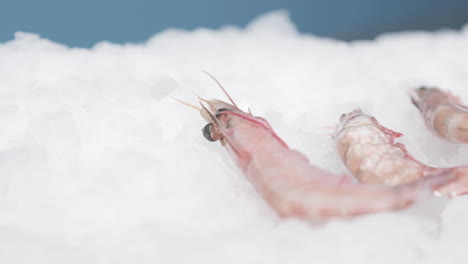 close up of shrimps frozen in ice - sideways, slow motion