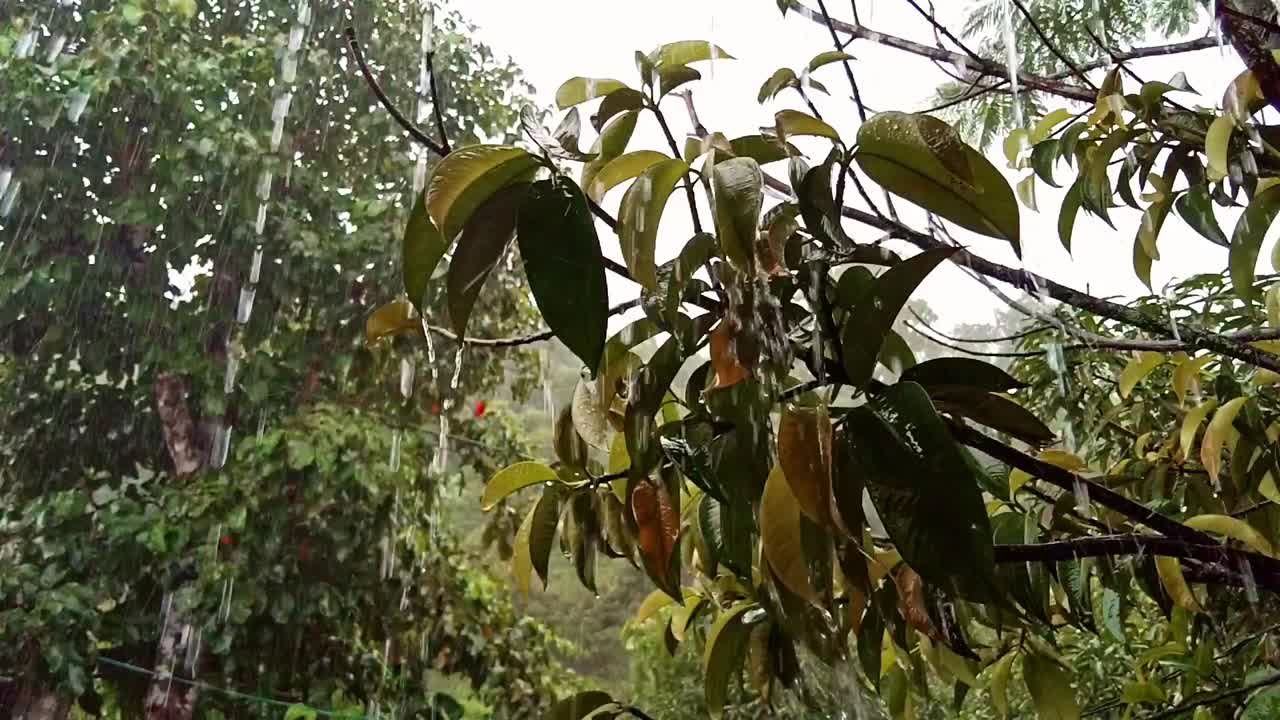 fuertes lluvias salpicando el follaje de un árbol de mango durante una tormenta tropical en filipinas