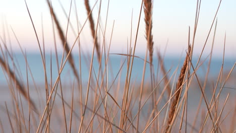 close-up of a beach grass in a shallow depth of field