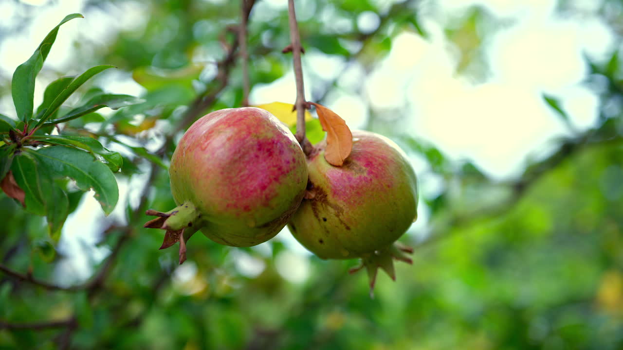 Close up of wet pomegranate growing on a tree