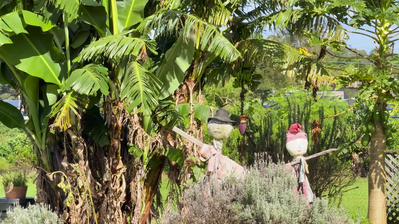 A stationary scarecrow stands near banana trees in a lush, sunlit garden. The camera remains still, capturing vibrant greenery and clear daylight