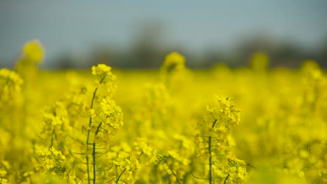 oilseed rape blooms close to a light wind and nice weather and blue sky 50fps