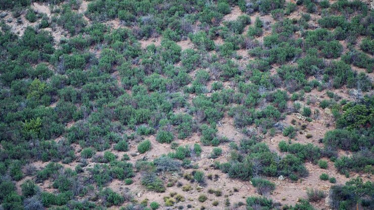 Male Deer Chase Display during Rutting Season in Mountainous Cliffside Terrain in 4K 50fps 11