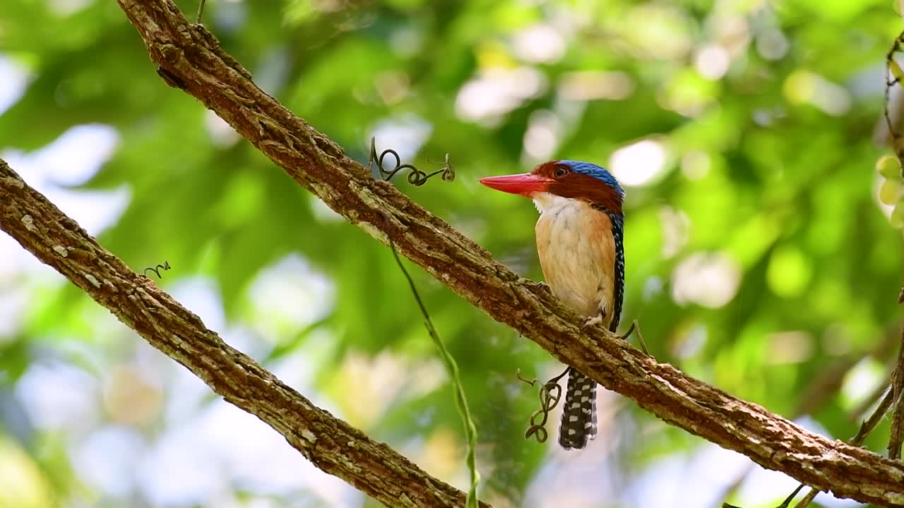 un martín pescador de árboles y una de las aves más hermosas que se encuentran en tailandia dentro de las selvas tropicales