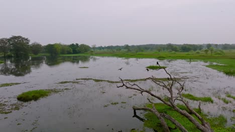 pan right shot showing a flooded landscape with isolated trees and green vegetation under overcast sky