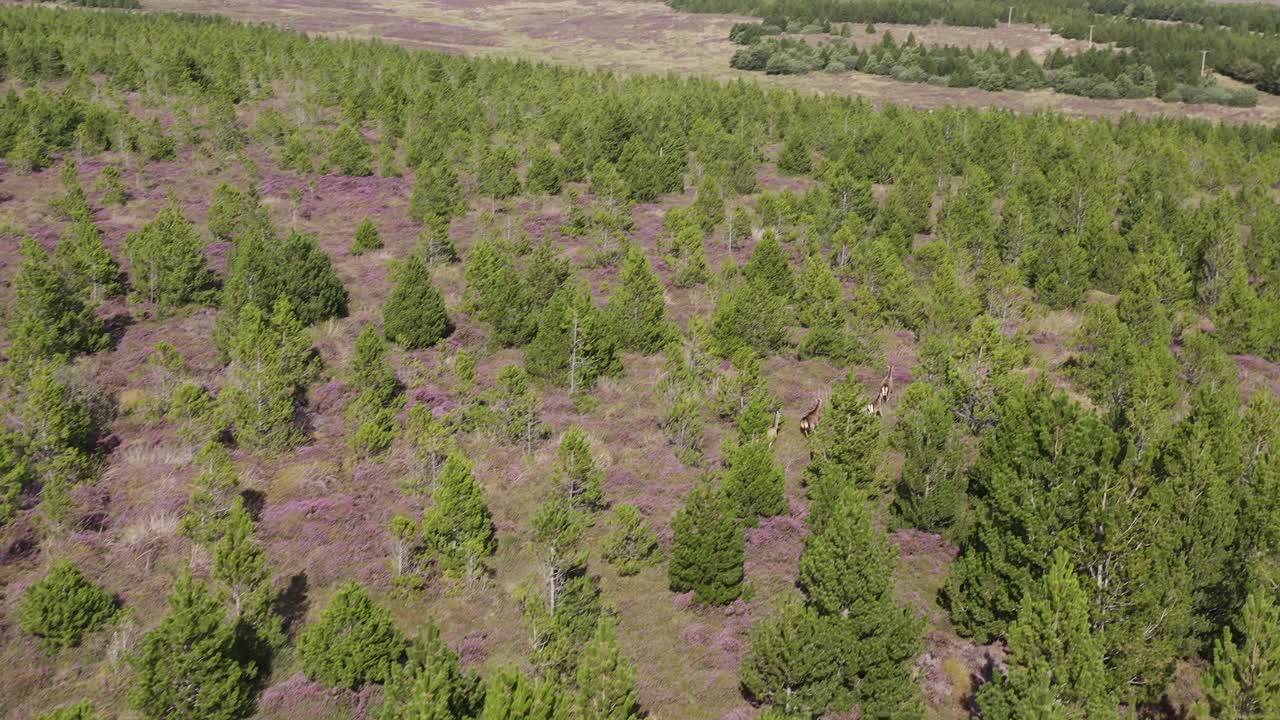 Drone shot tracking red deer running through a forest plantation on the Isle of Lewis, part of the Outer Hebrides of Scotland