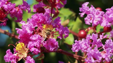 bee interacting with flowers in monticello d'alba