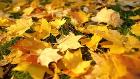 Falling-autumn-leaves