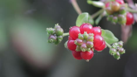 Close-up of vibrant red honeysuckle berries growing on a honeysuckle plant